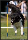 AgiZlin_1_129