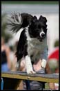 AgiZlin_1_132