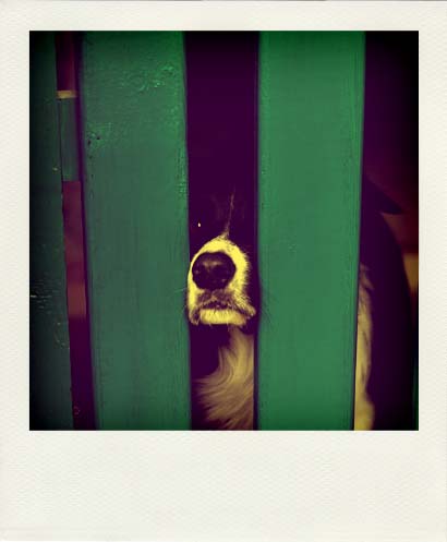 DSC_0655_20110222133349_Pola