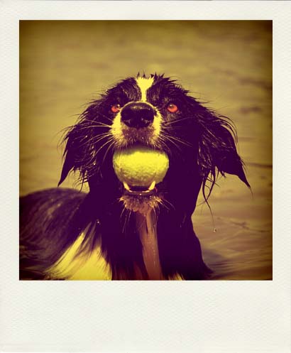 DSC_1912_20110222115608_Pola