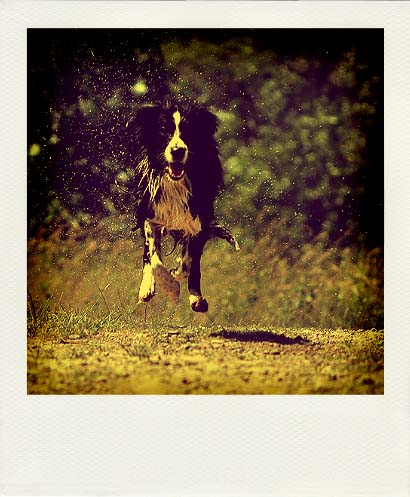 DSC_2003_20110222115120_Pola