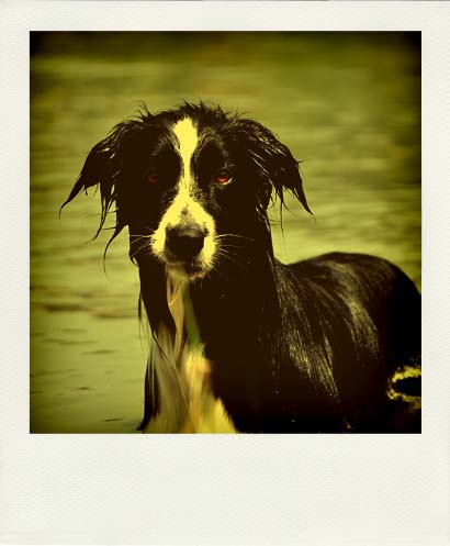 DSC_2070_20110222115444_Pola
