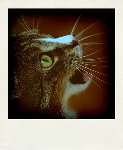 DSC_2448_20110222111005_Pola