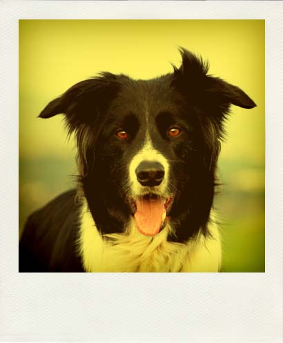 DSC_5400_20110222120121_Pola