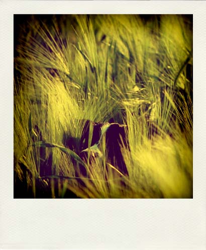 DSC_7222_20110222115002_Pola