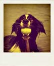 DSC_1912_20110222115608_Pola