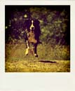 DSC_2003_20110222115120_Pola