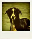 DSC_2070_20110222115444_Pola