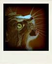 DSC_2448_20110222111005_Pola