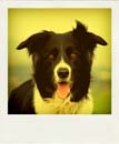 DSC_5400_20110222120121_Pola