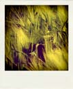 DSC_7222_20110222115002_Pola