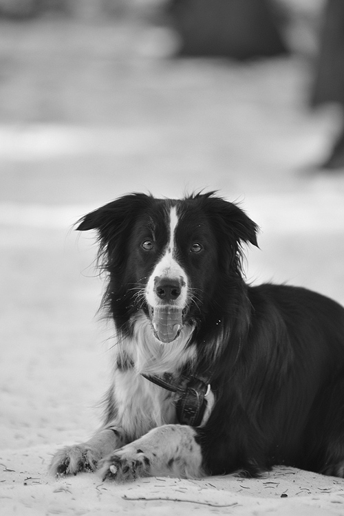 DSC_0424