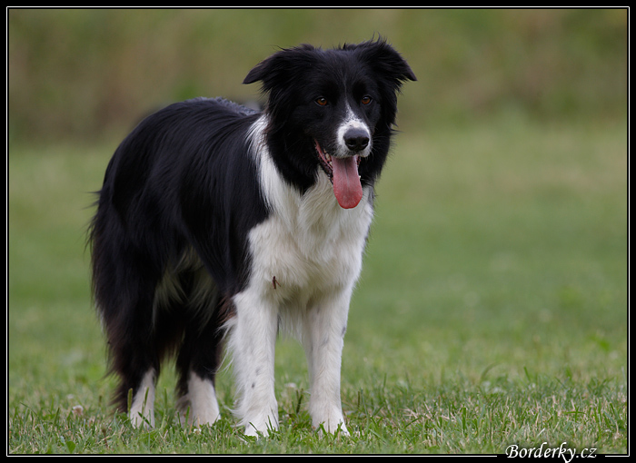 AgiZlin_2_082