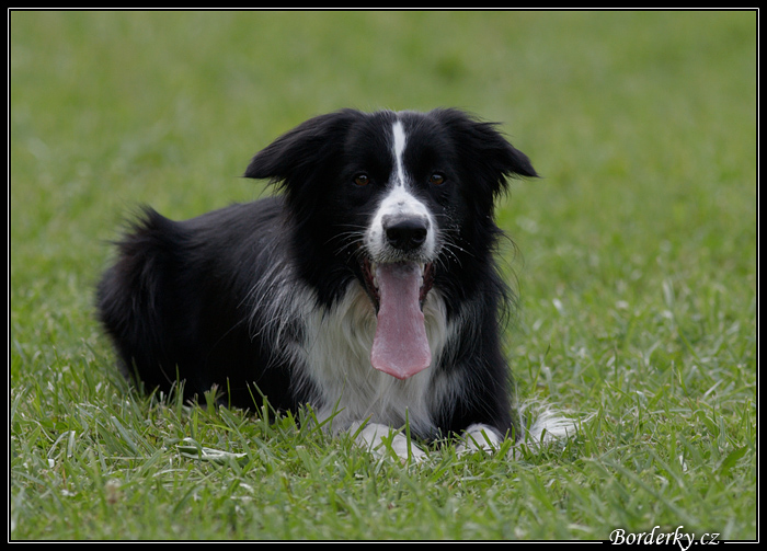 AgiZlin_2_121
