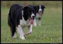 AgiZlin_2_081