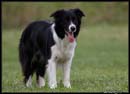 AgiZlin_2_082