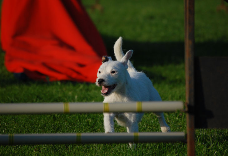 DSC_0978